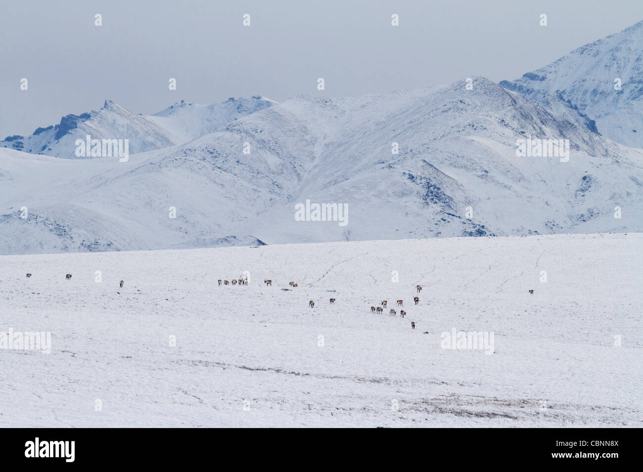 Le caribou (Rangifer tarandus) troupeau en distance sur la migration vers le sud, au versant nord de Brooks, de l'Alaska en Octobre Banque D'Images