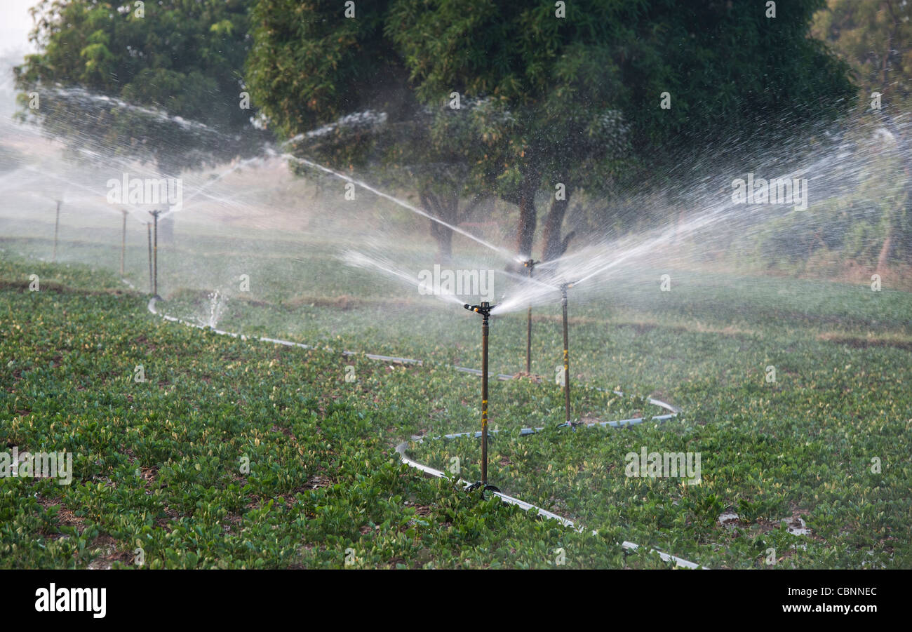 Arroser les plantes d'Arachide / arachide en Inde avec aspersion d'eau. L'Andhra Pradesh, Inde Banque D'Images