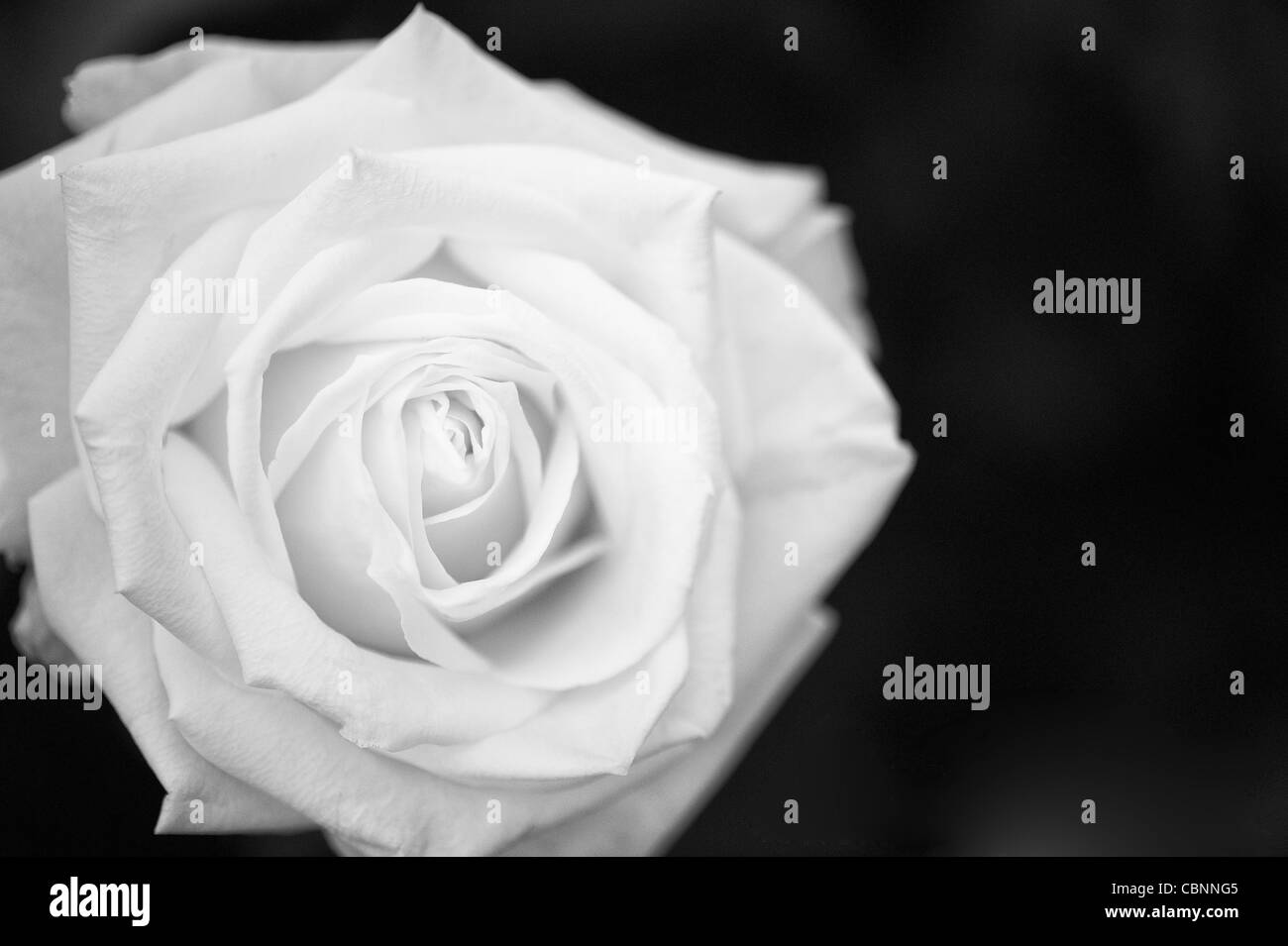 Rose noir et blanc simple Banque de photographies et d’images à haute