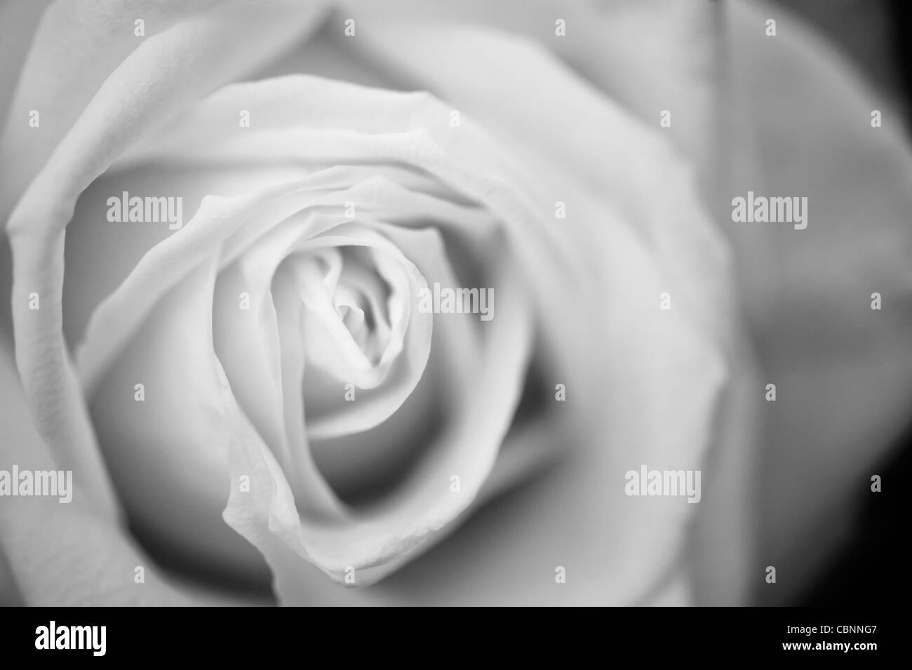 White Rose en noir et blanc Banque D'Images