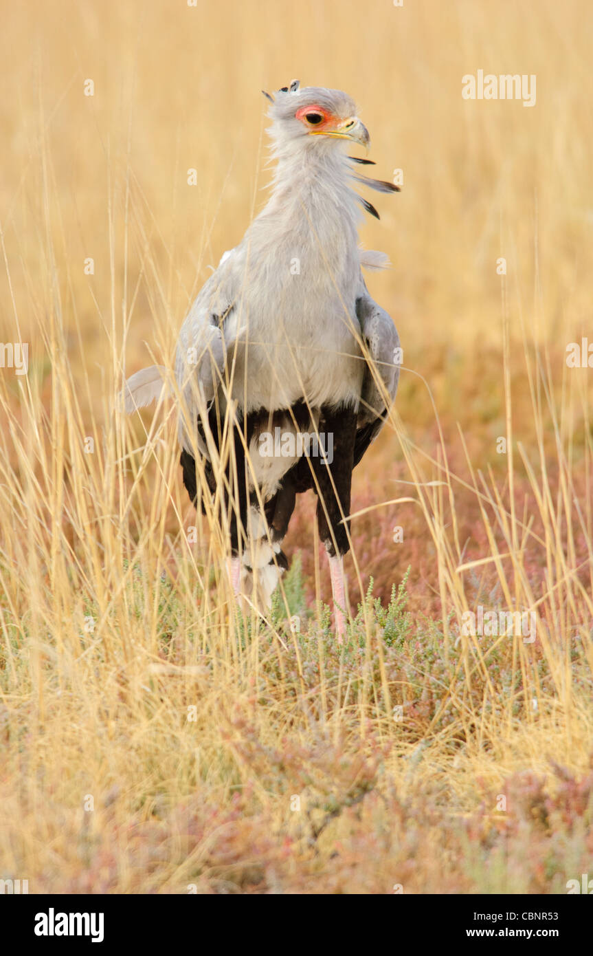 Secretarybird dans Etosha National Park, Namibie. Banque D'Images