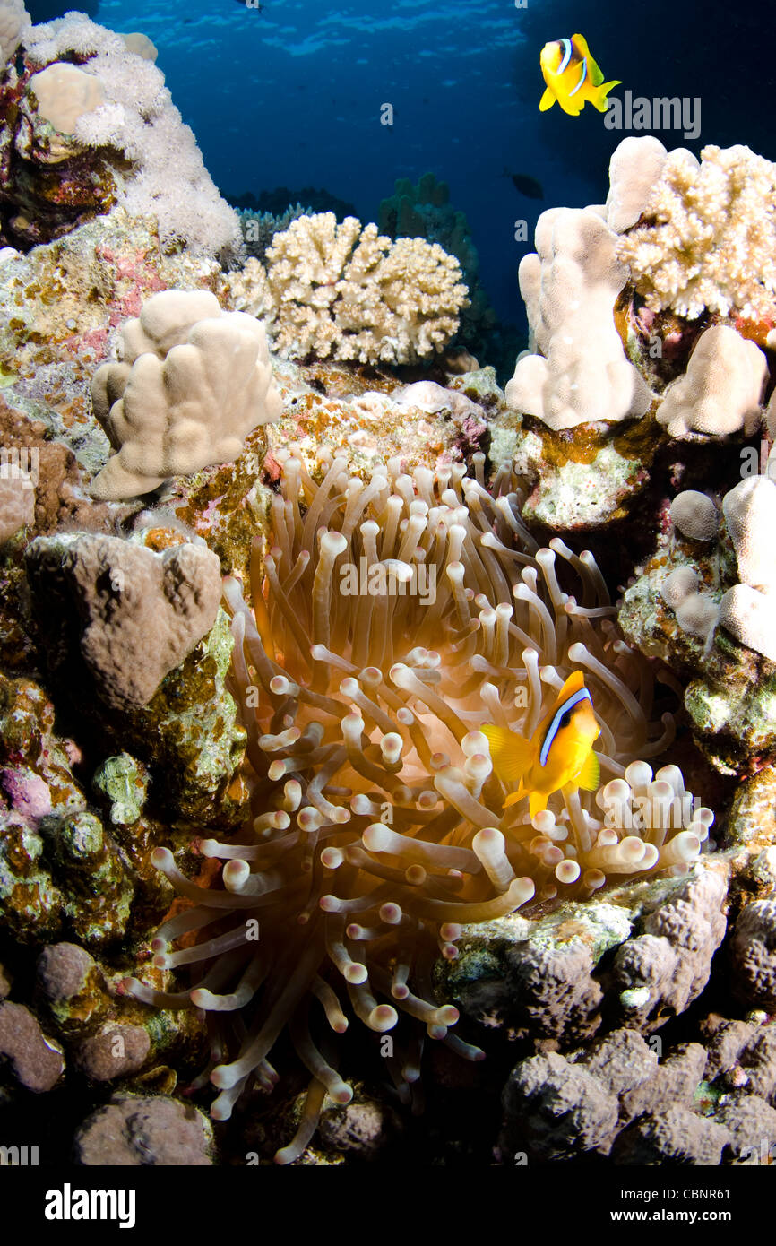 Deux poisson clown sur un récif de corail dans le sud de la mer Rouge, Egypte Banque D'Images