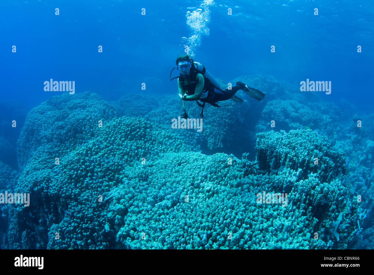 Plongeur femelle planant au-dessus d'énormes coraux dans la mer Rouge, Egypte Banque D'Images