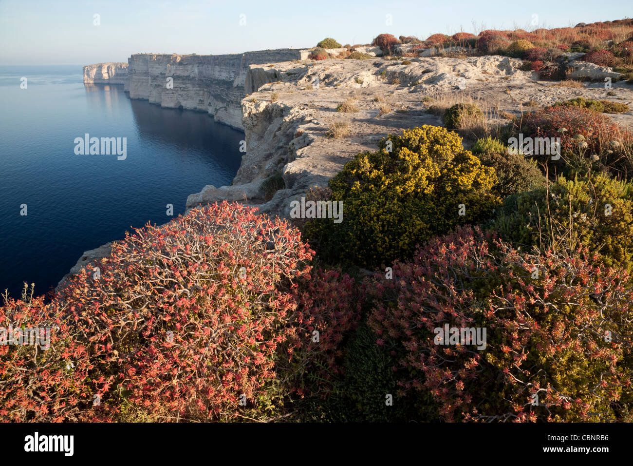 Un riche éventail de plantes poussant dans les buissons hardy terrain rocheux au bord de gerpinnes à Ta Cenc à Gozo à Malte. Banque D'Images