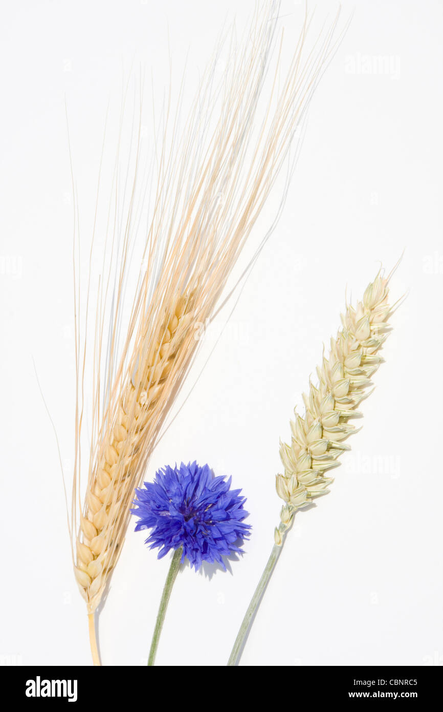 Le seigle, le blé et l'herbe bleue Banque D'Images