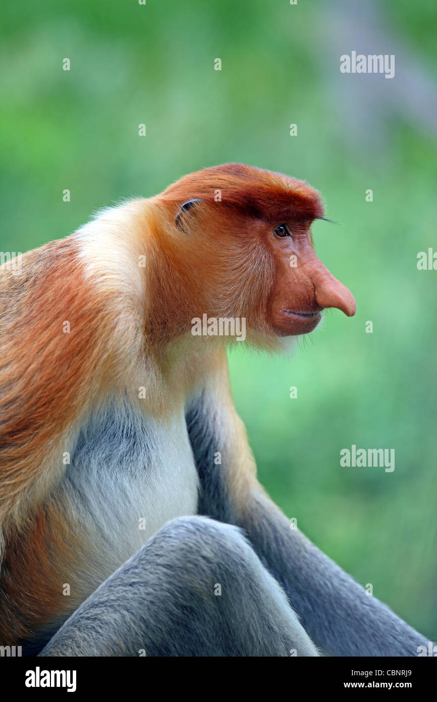 Proboscis Monkey. Labuk Bay Proboscis Monkey Sanctuary, Sandakan, Sabah, Bornéo, Malaisie, Asie du Sud, Asie Banque D'Images