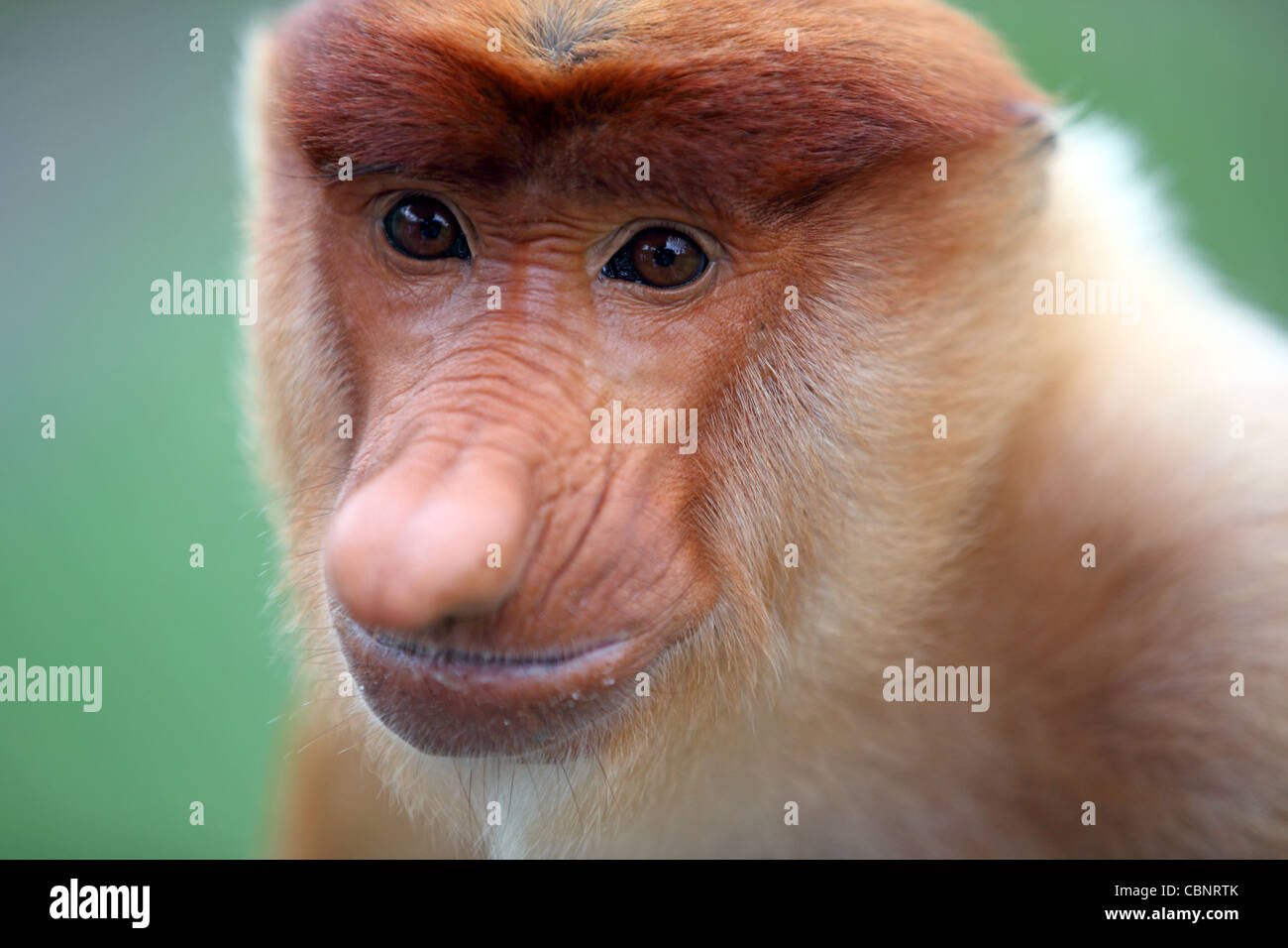 Proboscis Monkey. Labuk Bay Proboscis Monkey Sanctuary, Sandakan, Sabah, Bornéo, Malaisie, Asie du Sud, Asie Banque D'Images