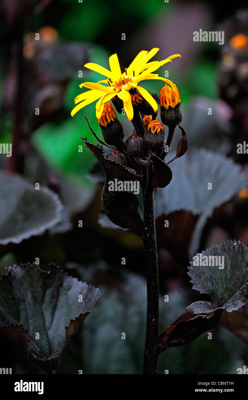 Ligulaire dentata britt marie crawford closeup été jaune orange fleurs vivaces brun foncé feuilles usine marginale Banque D'Images