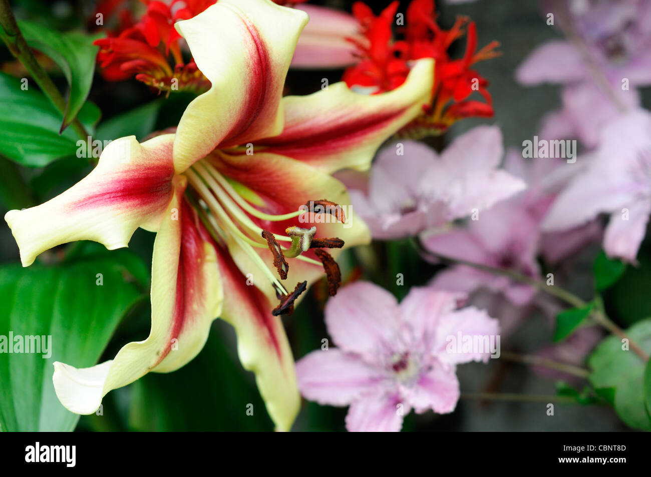 Lily arbre rouge profond jaune étoile scintillante clematis hagley hybrid rose pâle crocosmia lucifer gred arden combinaison usine moissonneuse-batteuse Banque D'Images