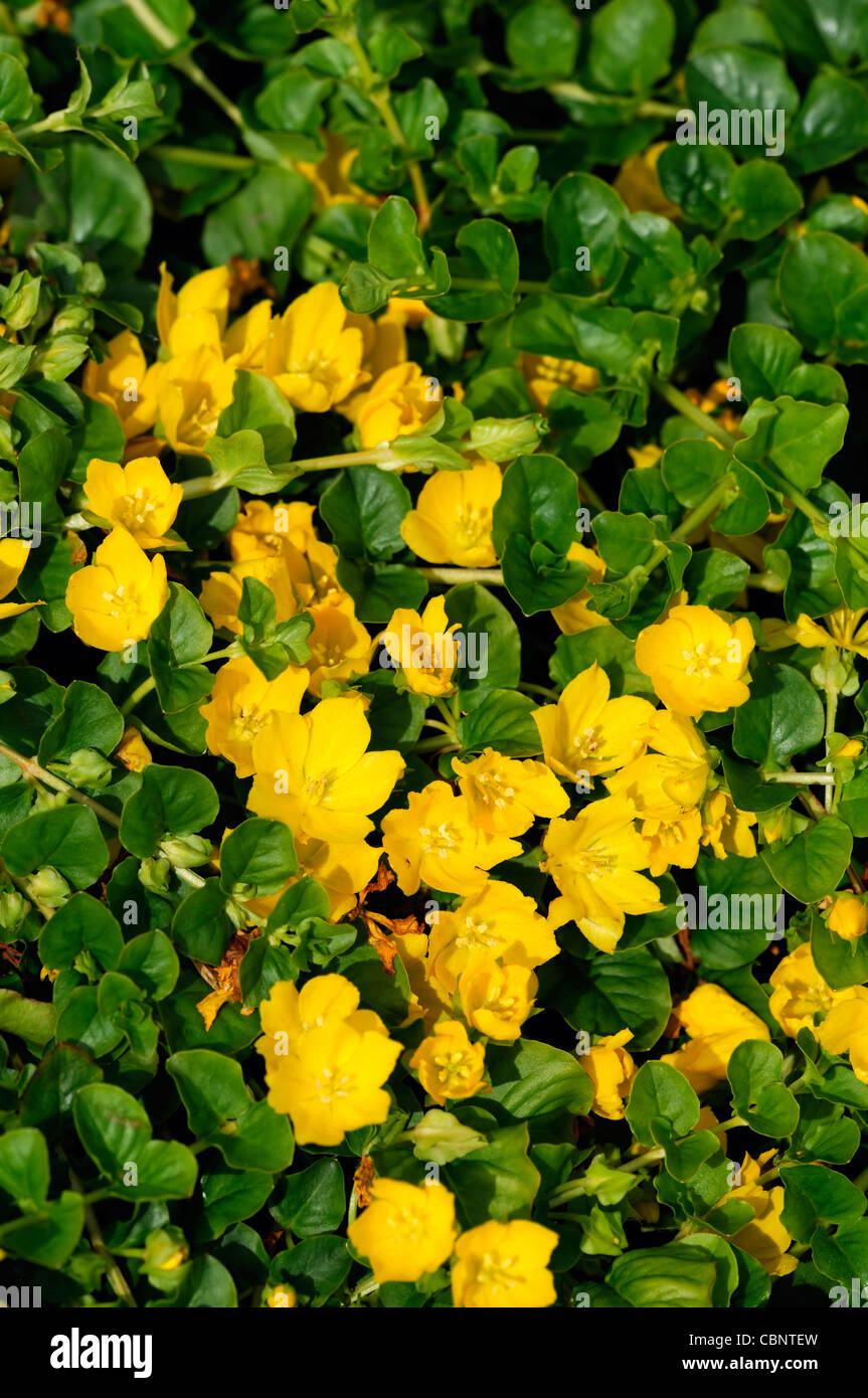 Lysimachia nummularia creeping jenny gros plan d'été portraits de plantes fleurs pétales jaune fleurs fleurs couvre-sol propagation Banque D'Images