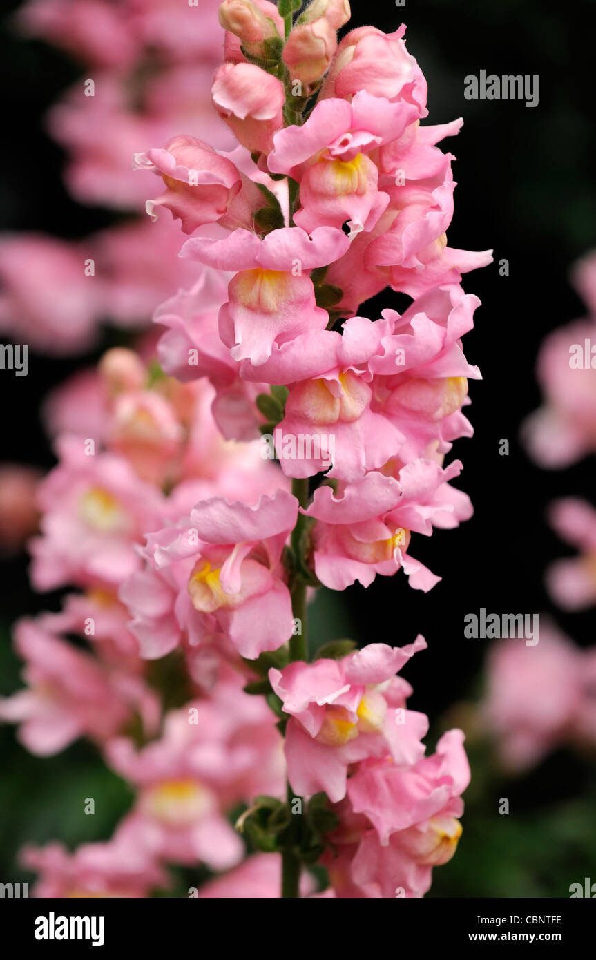 Antirrhinum majus 'Sonnet' Rose muflier des gueules de fleurs roses fleurs  fleurs plantes annuelles Photo Stock - Alamy