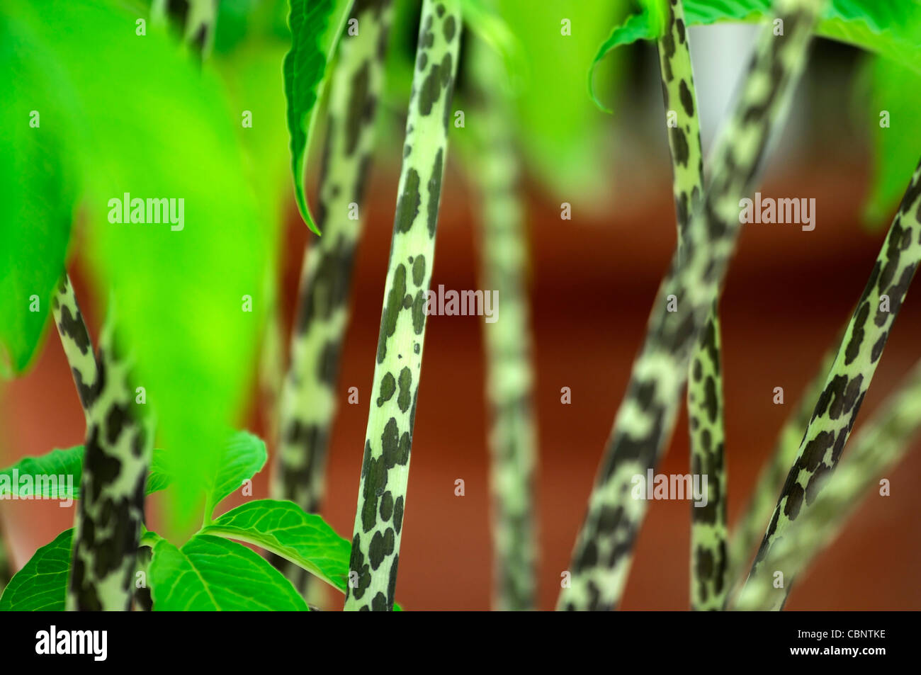 Amorphophallus titanum titan arum tacheté inhabituelle place les jeunes tiges Banque D'Images