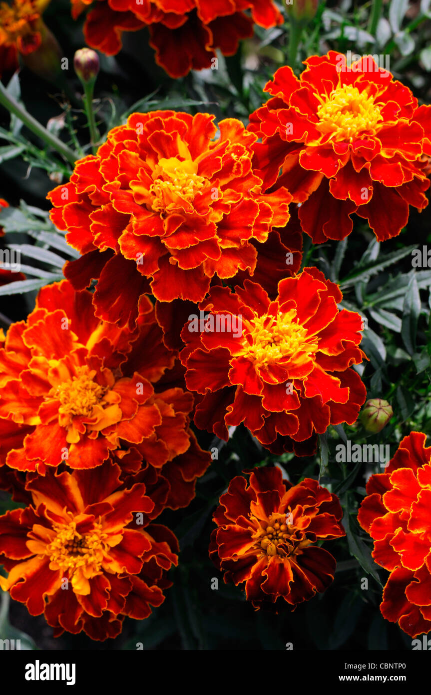 Marigold Brocade Espagnol Tagetes patula Oeillet demi-hardy or jaune annuel mouchetures rouge pétales de fleurs en fleurs Banque D'Images