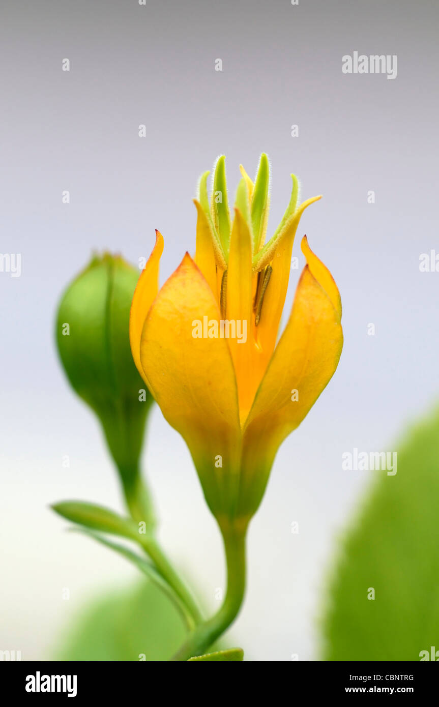 Musschia aurea géant Madère Bellflower fleur jaune fleur plante rare coastal Banque D'Images