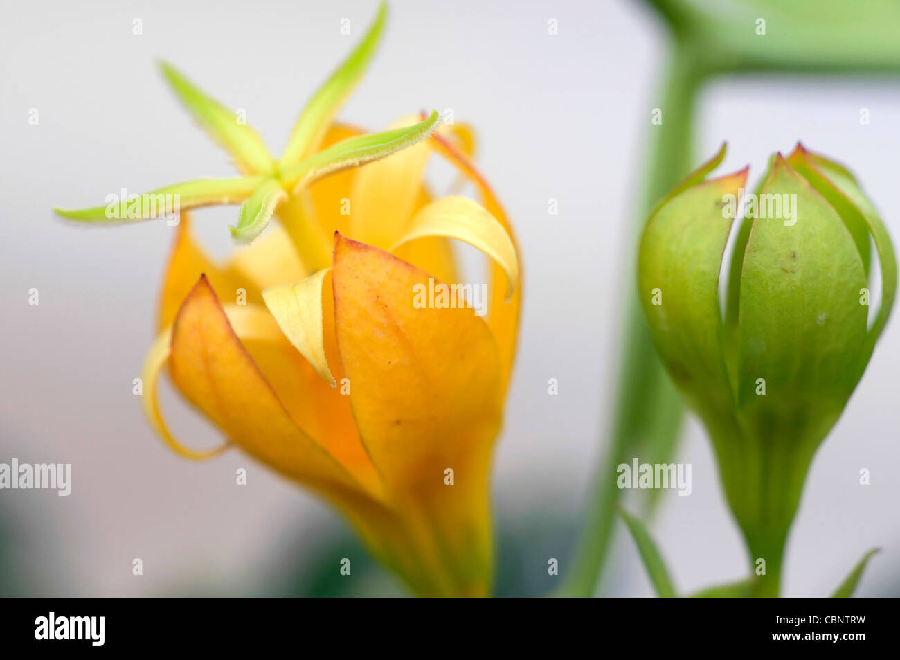 Musschia aurea géant Madère Bellflower fleur jaune fleur plante rare coastal Banque D'Images