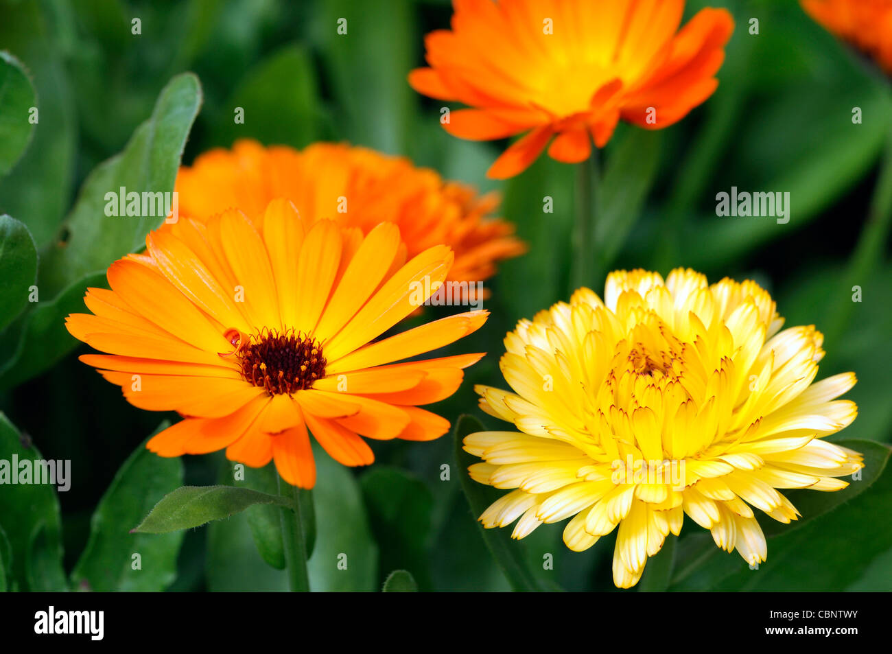 Calendula officinalis teintes art anglais mixte fleurs de souci plante annuelle fleurs or jaune orange Banque D'Images