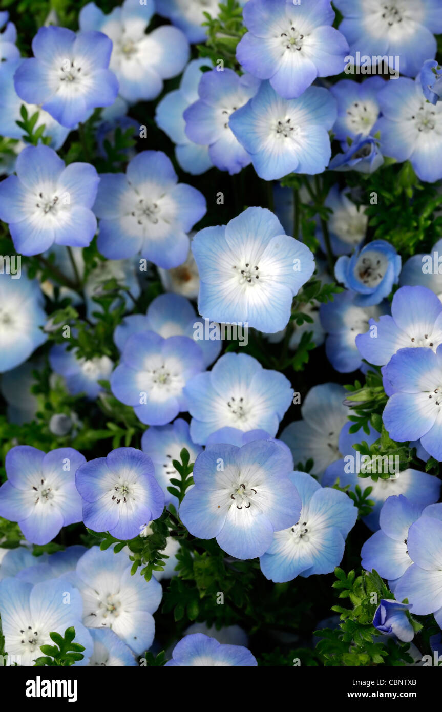 Nemophila menziesii Baby Blue Eyes la moitié d'été annuel hardy bleu et blanc des plantes fleurs fleurs Banque D'Images