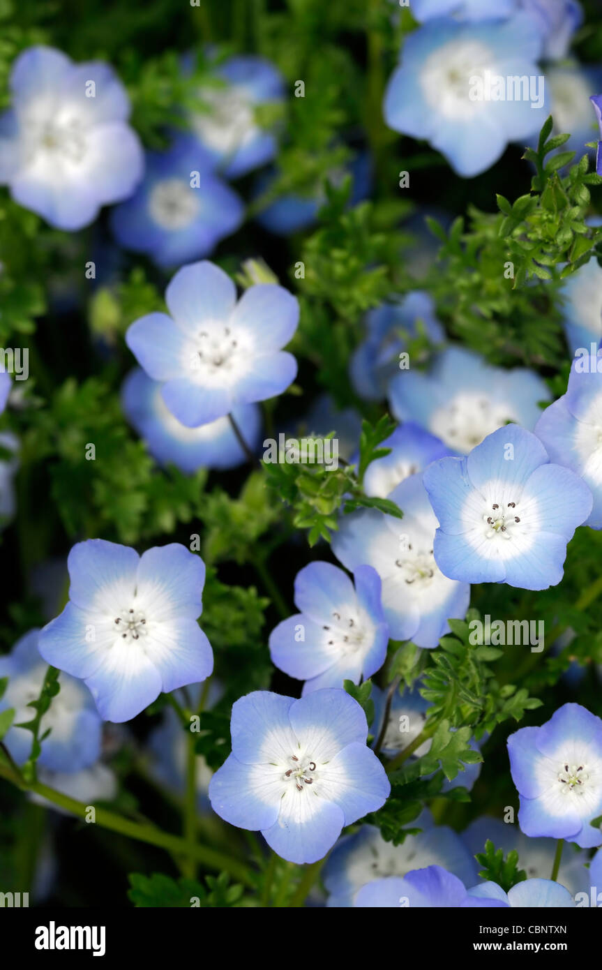 Nemophila menziesii Baby Blue Eyes la moitié d'été annuel hardy bleu et blanc des plantes fleurs fleurs Banque D'Images