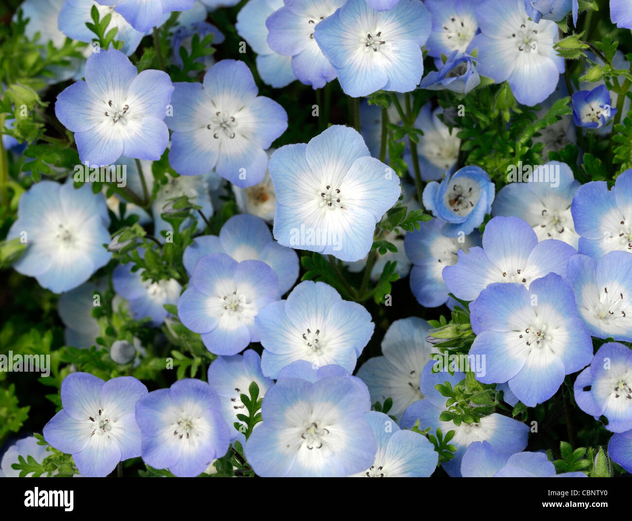 Nemophila menziesii Baby Blue Eyes la moitié d'été annuel hardy bleu et blanc des plantes fleurs fleurs Banque D'Images