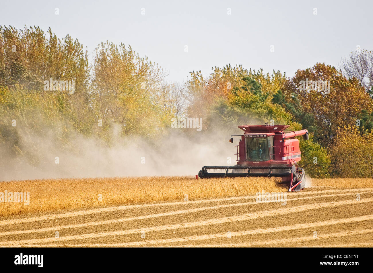 Combiner aux champs de soja dans le midwest des États-Unis. Banque D'Images