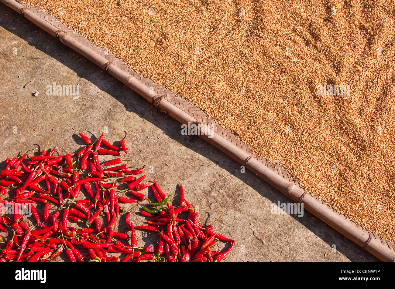 Riz et piments rouges séchant au soleil - Village de Dazhai, Guangxi province (Chine) Banque D'Images