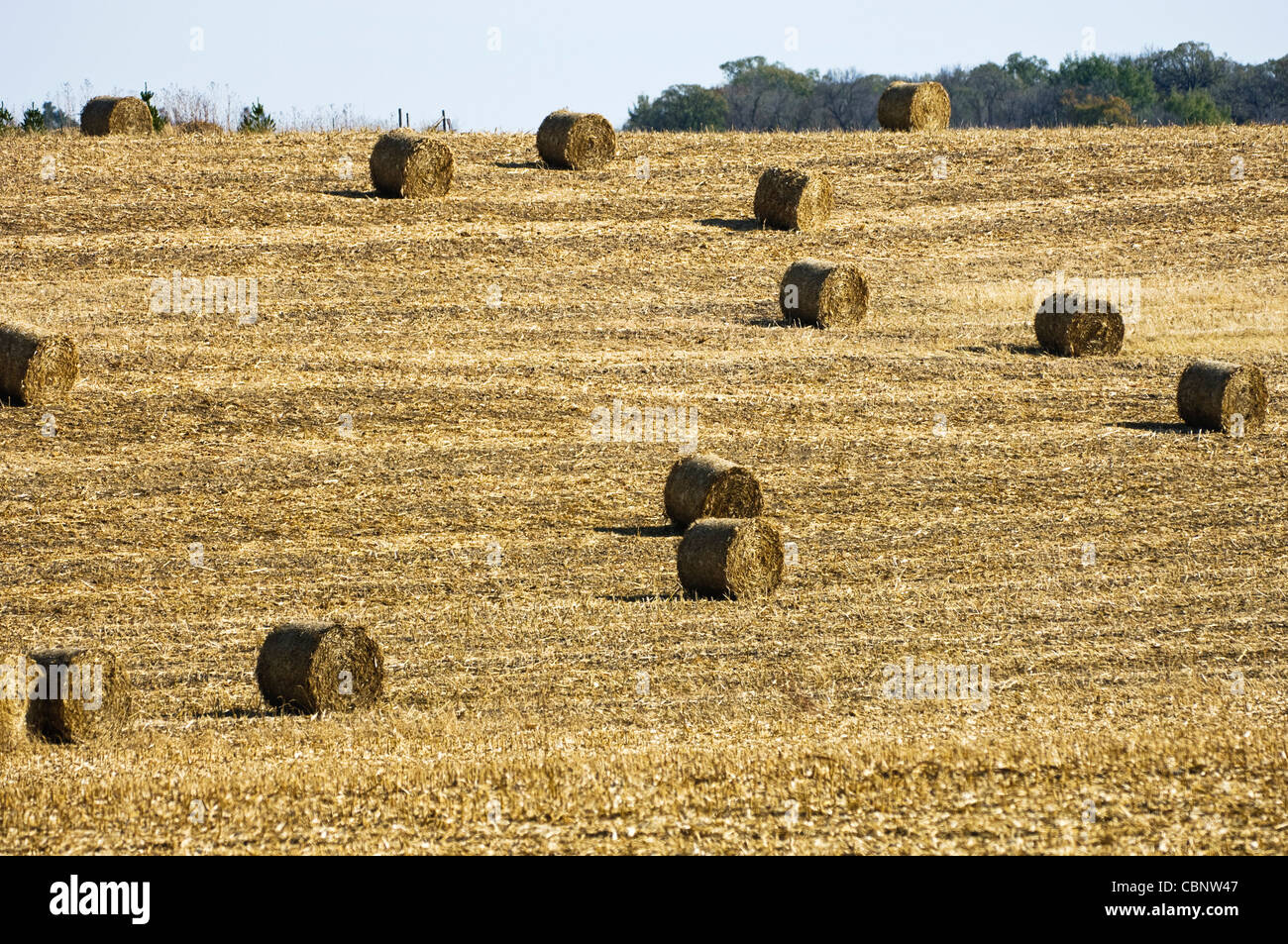 Les balles rondes d'ensilage de maïs dans un champ après la récolte Photo  Stock - Alamy