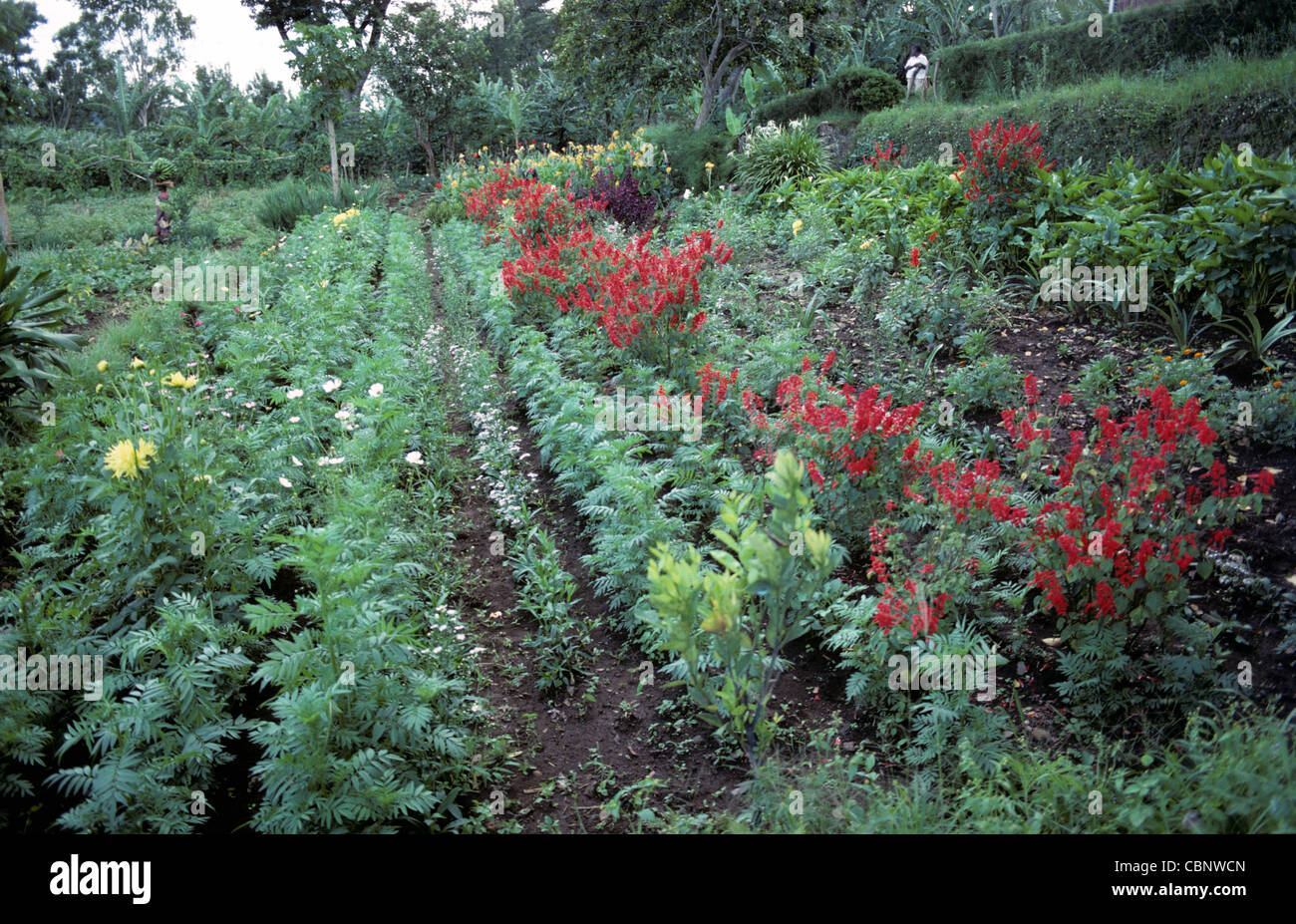 La mission de l'église bien entretenu jardin avec plusieurs types de plantes ornementales, Marunga, Kilimandjaro Banque D'Images