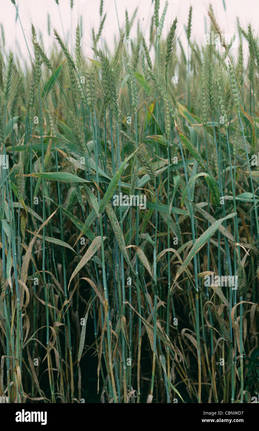 Infection par le mildiou poudreux (Erysiphe graminis f.sp. Tritici) sur une récolte de blé dans l'oreille Banque D'Images