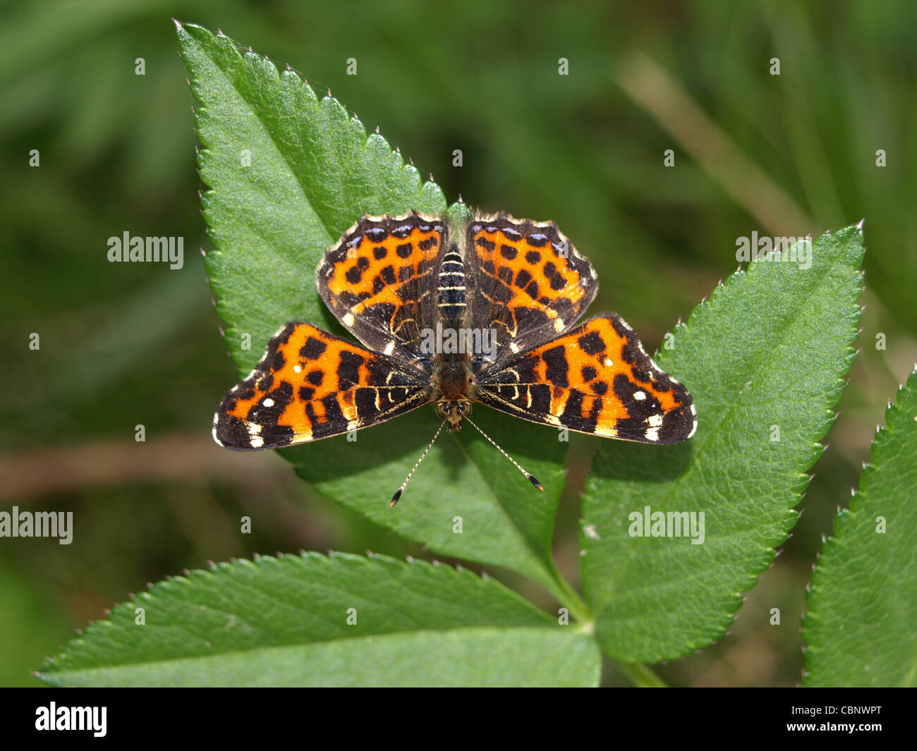 La carte, papillon / Araschnia levana / Landkärtchen Banque D'Images