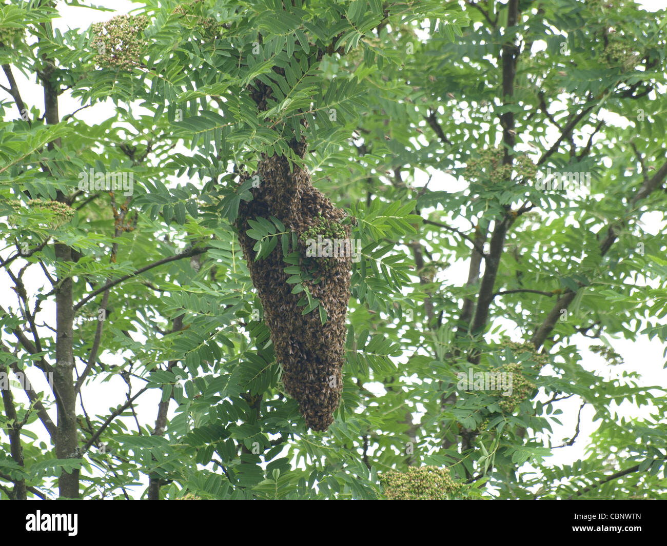 D'un essaim d'abeilles est suspendu dans un arbre / Bienenschwarm hängt einem Baum Banque D'Images