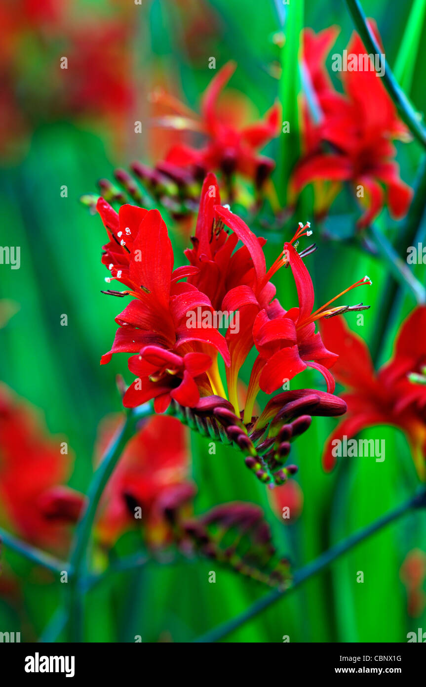 Crocosmia lucifer vivaces fleurs orange rouge couleurs gros plans gros plans montbretias montbretia Banque D'Images