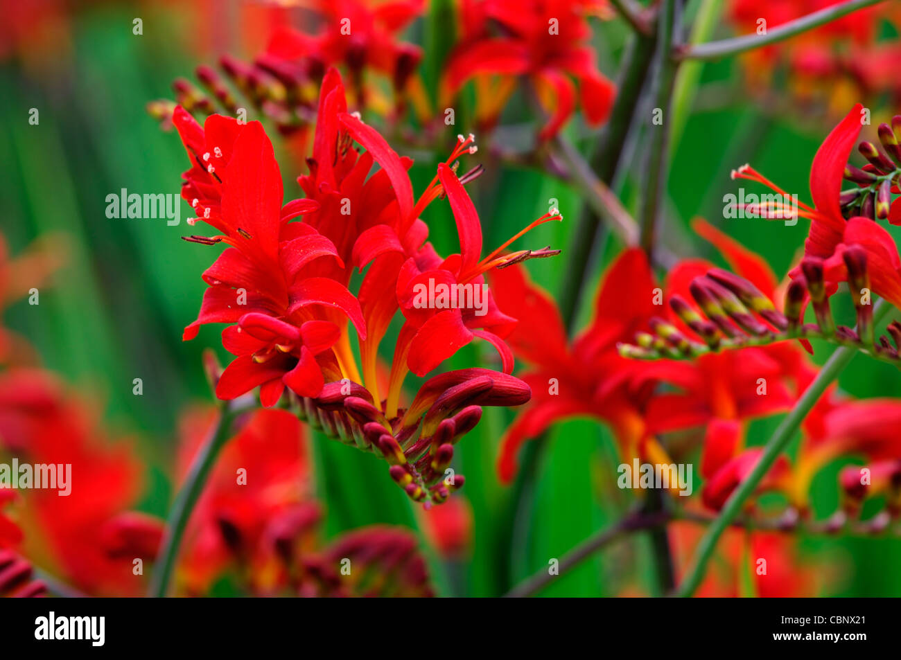 Crocosmia lucifer vivaces fleurs orange rouge couleurs gros plans gros plans montbretias montbretia Banque D'Images