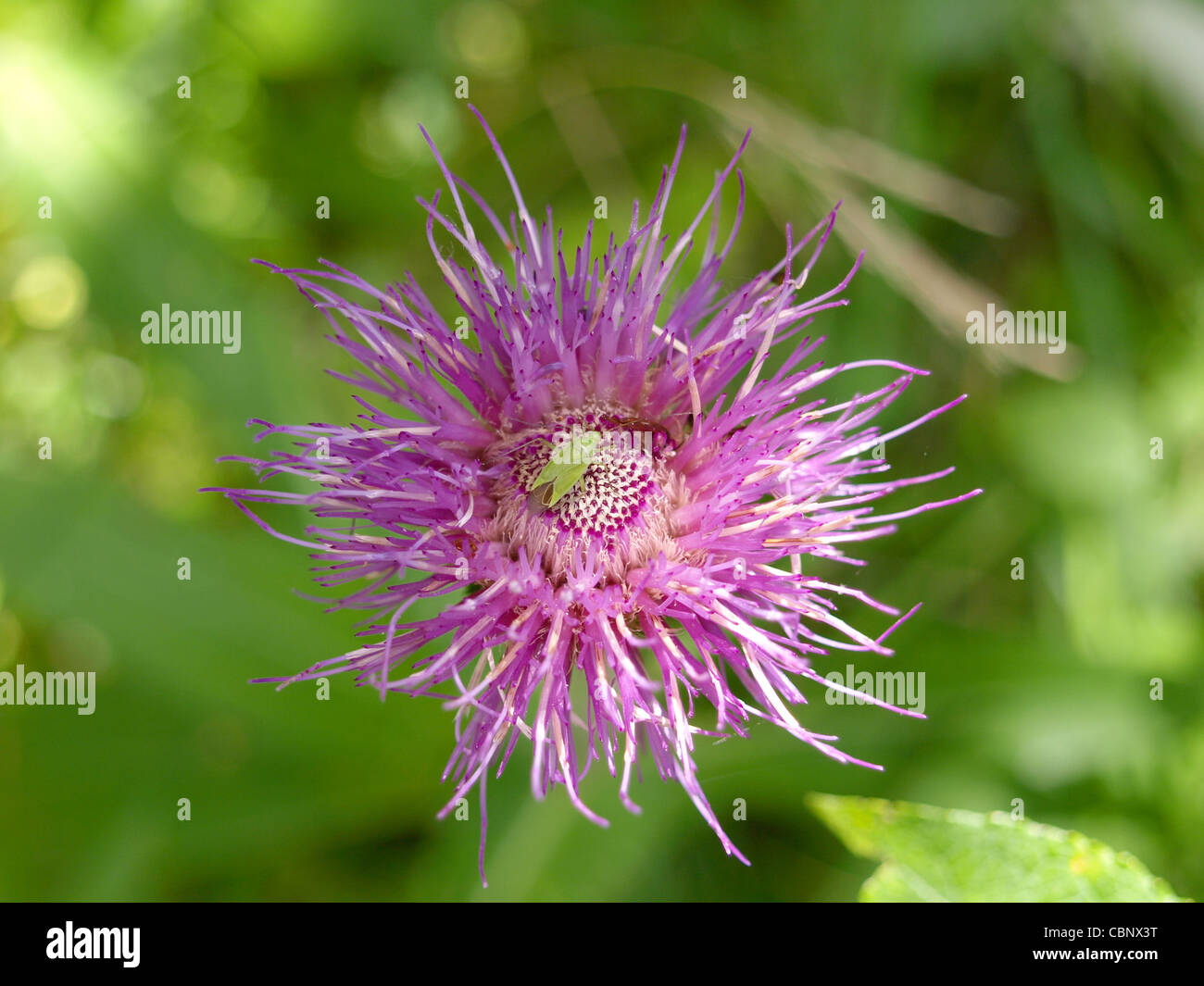 Un scarabée vert sur un chardon bloom / grüner Käfer auf einer Distelblüte Banque D'Images