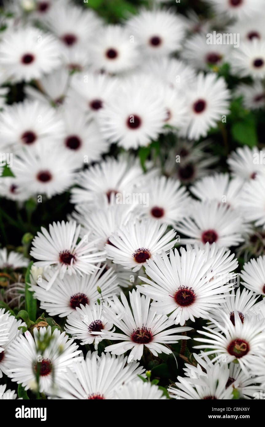 Ostéospermum south African daisy white vivaces closeup portrait portraits de plantes à fleurs fleurs fleurs fleurs Banque D'Images Ostéospermum south African daisy white vivaces closeup portrait portraits de plantes à fleurs fleurs fleurs fleurs Banque D'Images