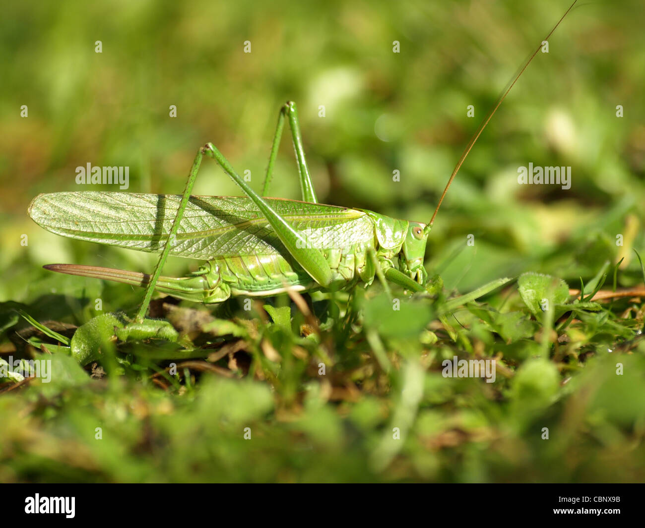 Grand Green Bush-Cricket / Tettigonia viridissima Grünes / Heupferd Banque D'Images