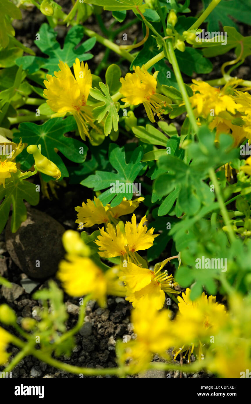 Tropaeolum peregrinum rampantes btp gros plan d'été portraits de plantes fleurs pétales jaune d'offres annuels escalade grimpeurs exotic Banque D'Images