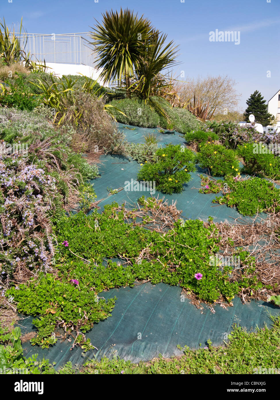La lutte contre les mauvaises herbes des feuilles de plastique vert Banque D'Images