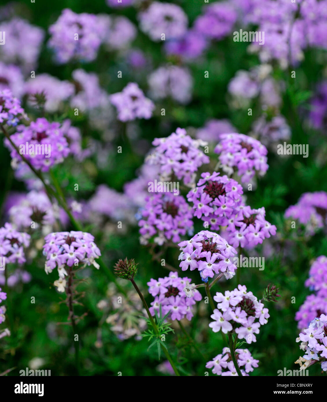 Verveine speciosa Sterling Star des verveine plante herbacée vivace fleurs  fleurs violettes Photo Stock - Alamy