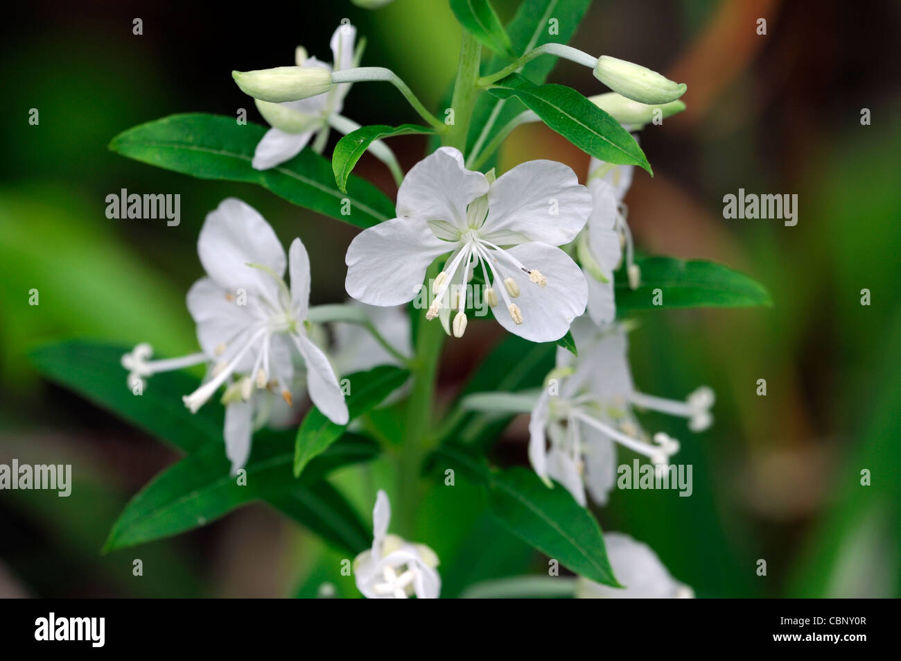 Epilobium angustifolium album snow white Rosebay Willowherb longue floraison fleurs fleurs plante vivace Banque D'Images