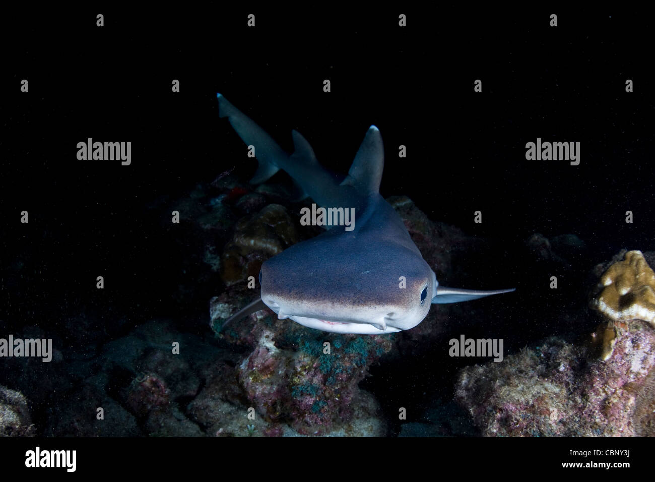 Whitetip reef shark, UN Trienodon obesus, nage dans la nuit à la recherche de sommeil du poisson dans les rochers près de l'île Cocos. Banque D'Images