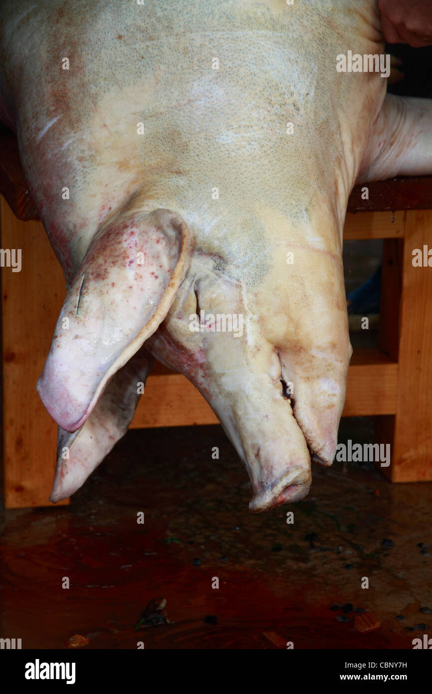 Porc fraîchement tué, l'abattage de porcs traditionnels Ibiza Banque D'Images