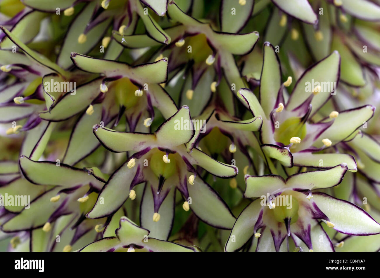 Eucomis bicolor pineapple lily fleur exotique fleur spike couleurs vert rouge bords tranchant floraison fleurs plans rapprochés Banque D'Images