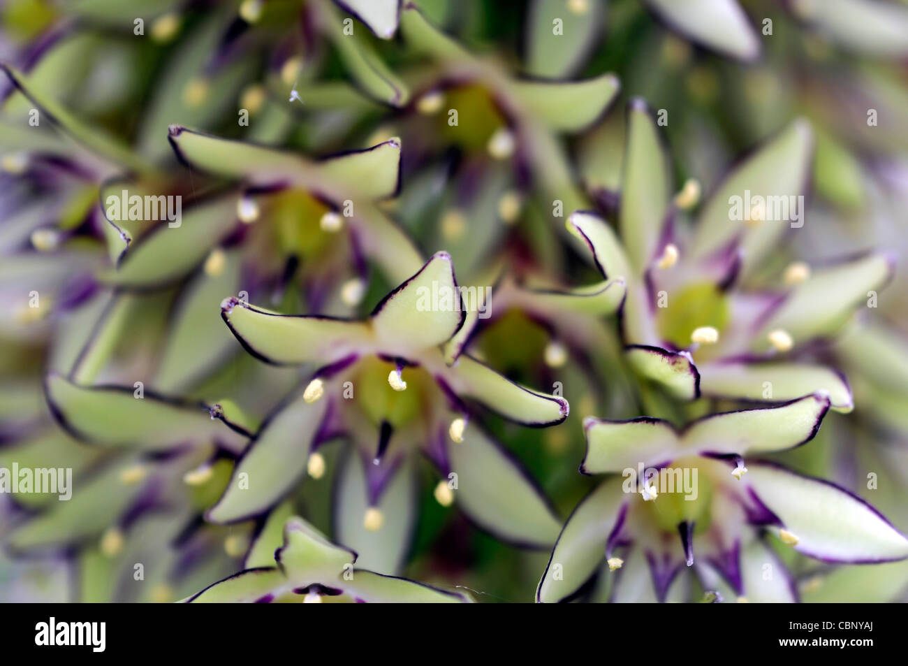Eucomis bicolor pineapple lily fleur exotique fleur spike couleurs vert rouge bords tranchant floraison fleurs plans rapprochés Banque D'Images