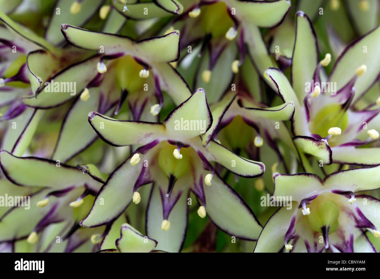 Eucomis bicolor pineapple lily fleur exotique fleur spike couleurs vert rouge bords tranchant floraison fleurs plans rapprochés Banque D'Images