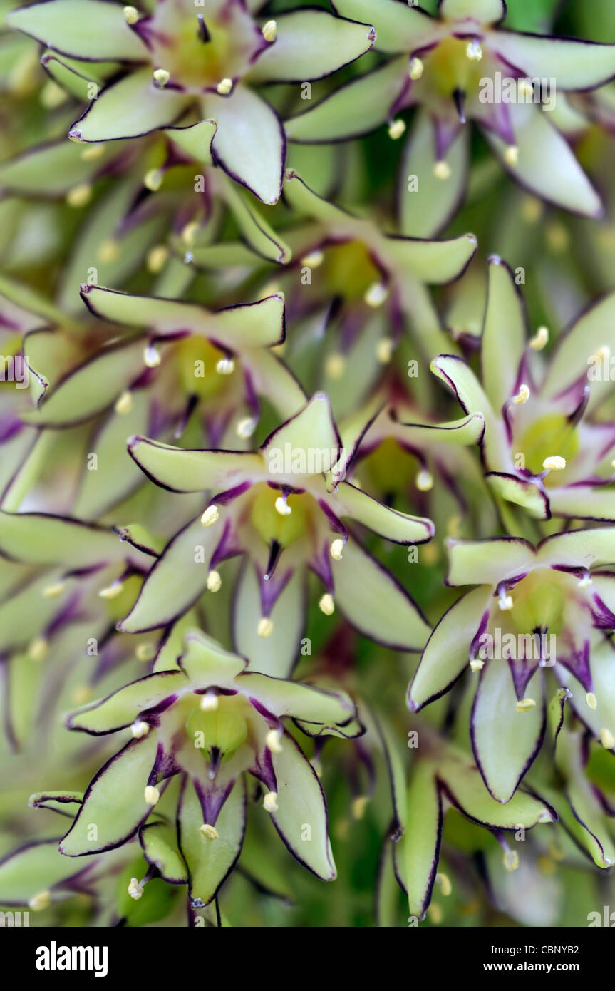 Eucomis bicolor pineapple lily fleur exotique fleur spike couleurs vert rouge bords tranchant floraison fleurs plans rapprochés Banque D'Images