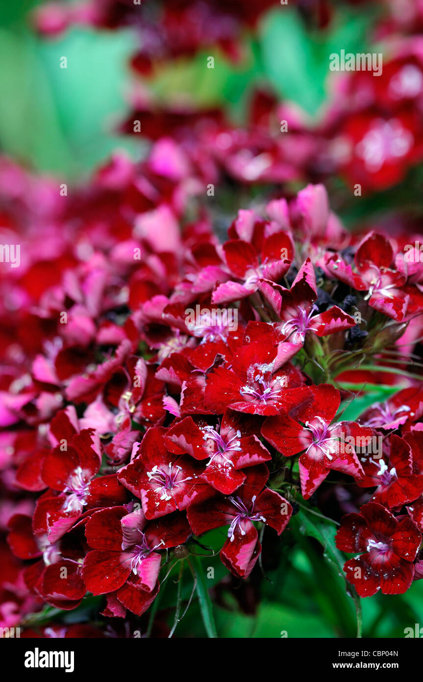 La pluie endommagé dianthus fleurs rouges fleurs rouges fleurs Dianthus barbatus sweet Williams l'été libre selective focus Banque D'Images