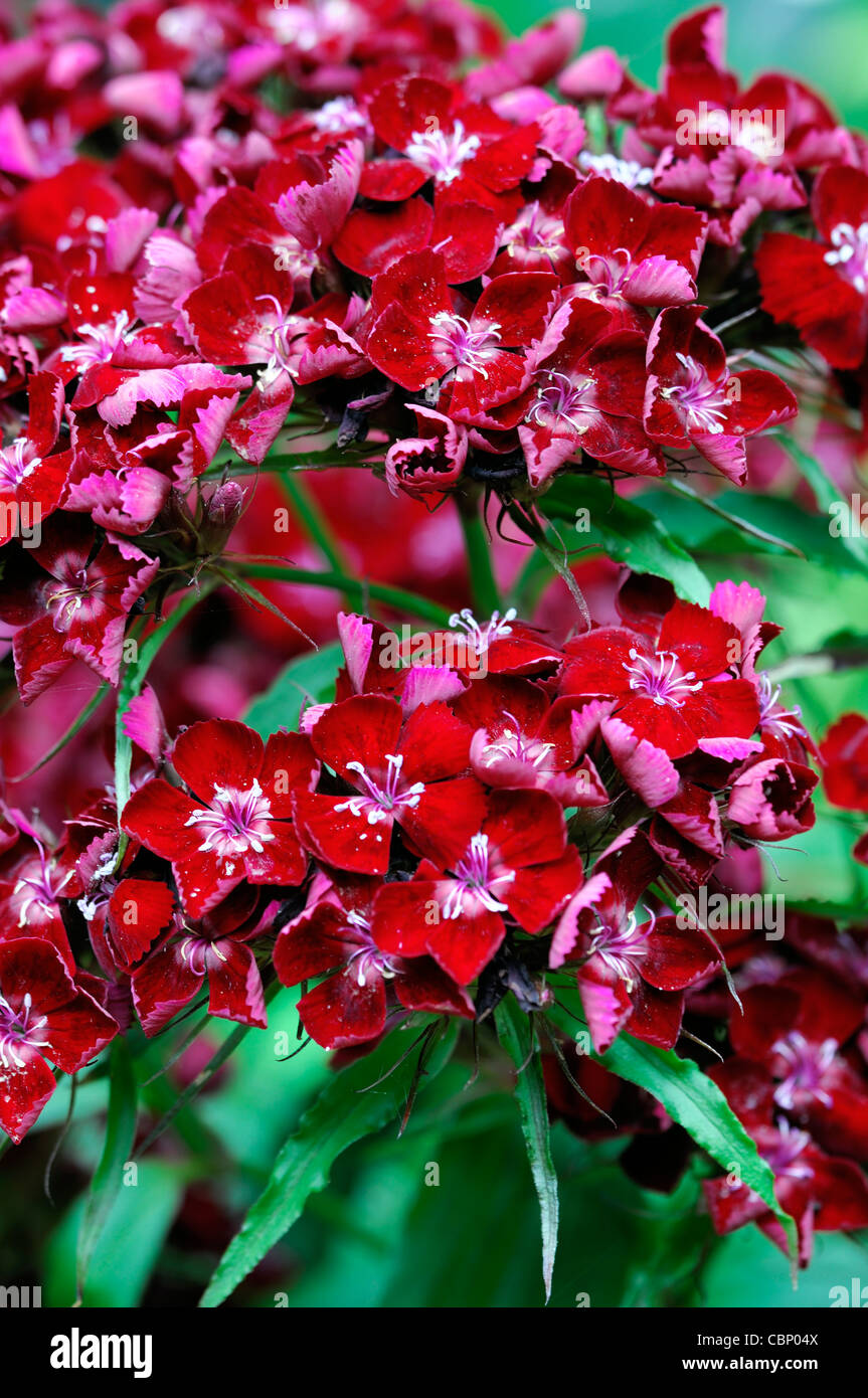 La pluie endommagé dianthus fleurs rouges fleurs rouges fleurs Dianthus barbatus sweet Williams l'été libre selective focus Banque D'Images