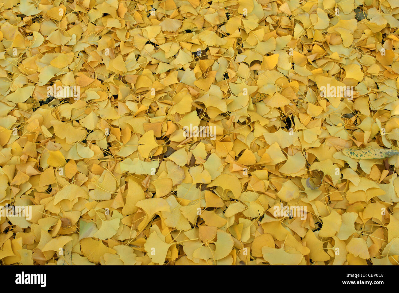 Le Ginko biloba tombés les feuilles d'automne jaune Banque D'Images