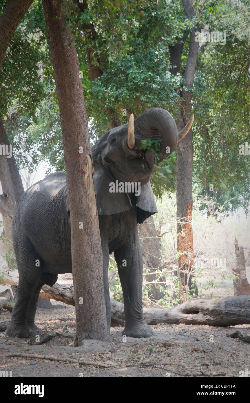 Afrique Botswana Linyanti Reserve-Elephant s'alimenter à la Douma camp Tau Banque D'Images