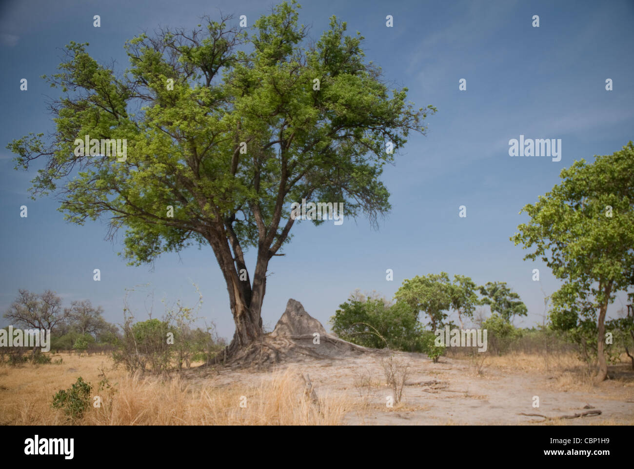 Afrique Botswana Scenic d'arbre et termitière à Linyati Réserver Banque D'Images